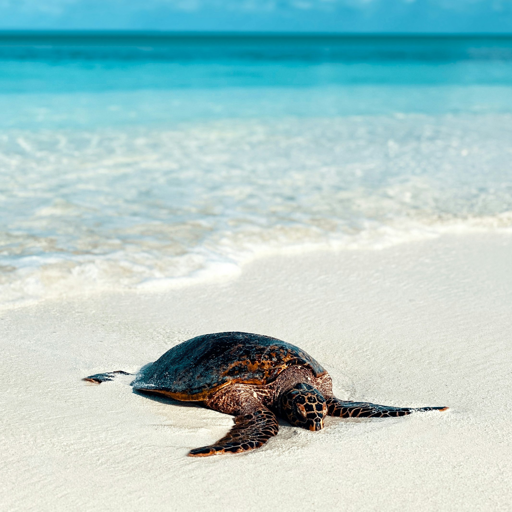 Turtle on a sandy beach